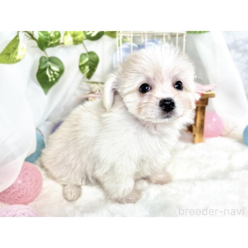 成約済の滋賀県のチワマル:チワワ×マルチーズ-408977の3枚目